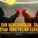 Kenali Ayam Bangkok: Raja Sabung Ayam dengan Odds Menarik di SV388