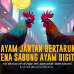 Jenis Ayam Bangkok: Raja Sabung Ayam di SV388