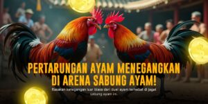 Membedah Ayam Bangkok: Raja Sabung Ayam yang Tidak Terkalahkan