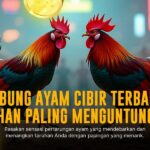 Mengenal Ayam Bangkok: Raja Sabung Ayam yang Tak Terkalahkan
