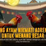 Kenali Ayam Bangkok: Raja Sabung Ayam dan Peluang Menang Besar