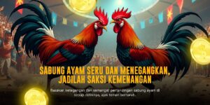 Keunggulan Ayam Bangkok dalam Sabung Ayam Online