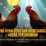 Mengenal Ayam Bangkok Dalam Dunia Sabung Ayam