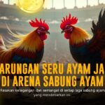 Mengenal Ayam Bangkok: Raja di Arena Sabung Ayam SV388