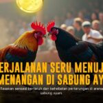 Mengenal Ayam Bangkok, Raja Sabung Ayam Paling Gagah