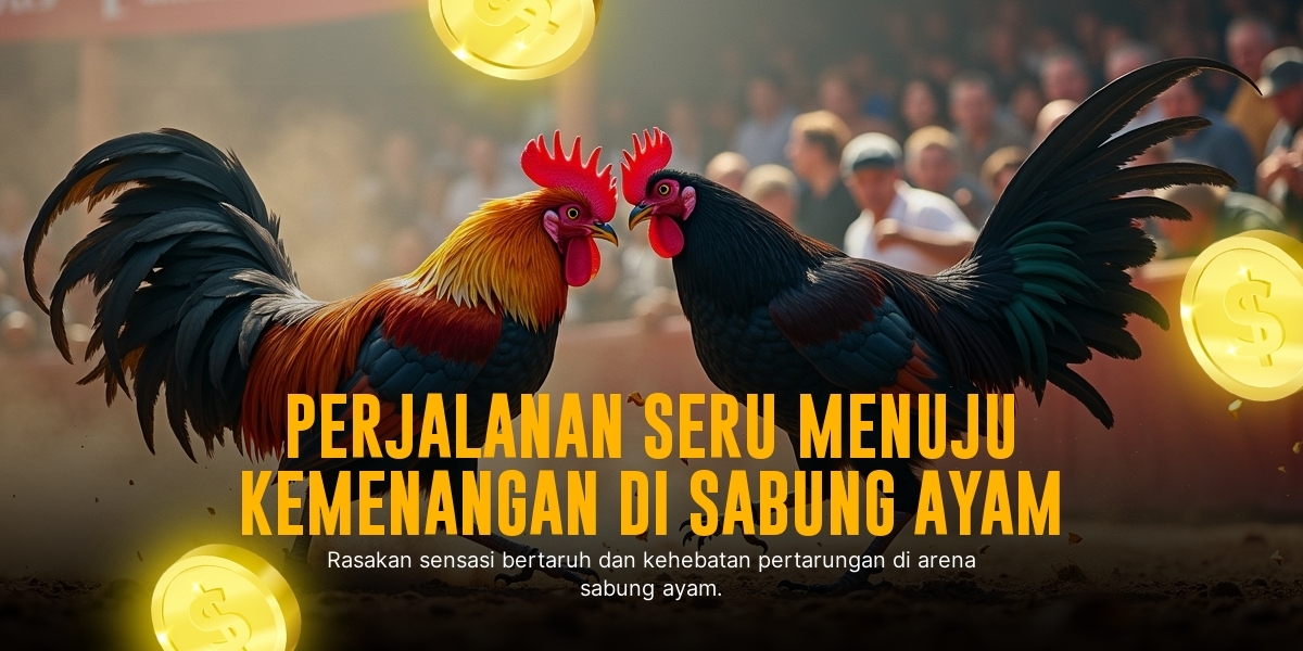 Mengenal Ayam Bangkok, Raja Sabung Ayam Paling Gagah