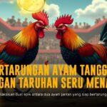 Ungkap Kehebatan Ayam Bangkok di Dunia Sabung Ayam
