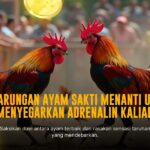 Mendalami Kehebatan Ayam Bangkok dalam Sabung Ayam SV388